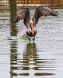 Pelican Takeoff_31503